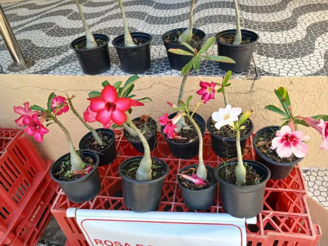 ROSAS DO DESERTO