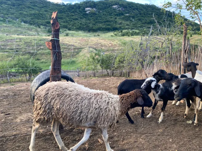 Borrego Dorper