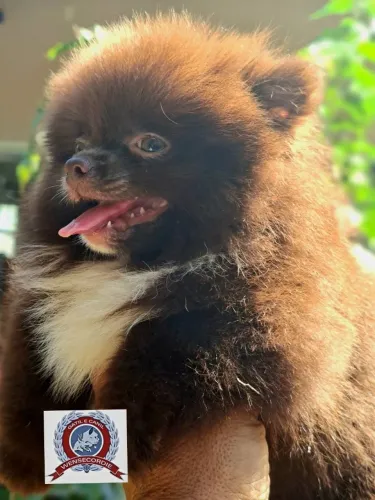 Filhote mine Spitz Alemão fêmea - 3 meses