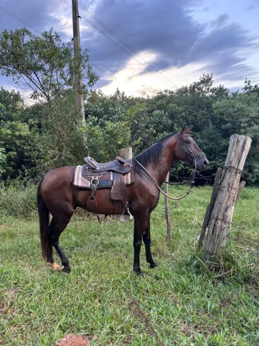 Vendo ou troco cavalo marcha picada registrado 