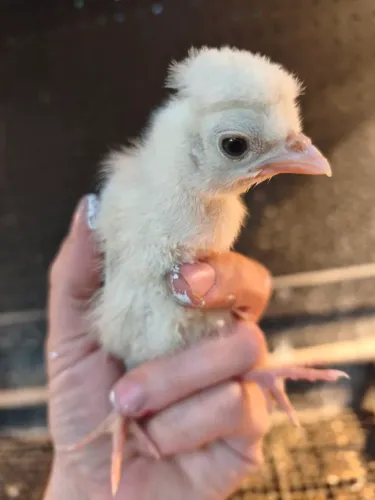 Pintinhos Brama, ameraucana, polonesa e caipira 