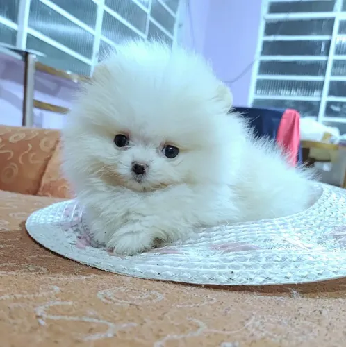 Lulu da Pomerânia Anão