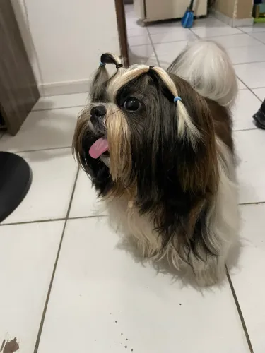 Shih tzu macho
