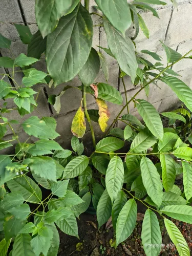Muda de plantas