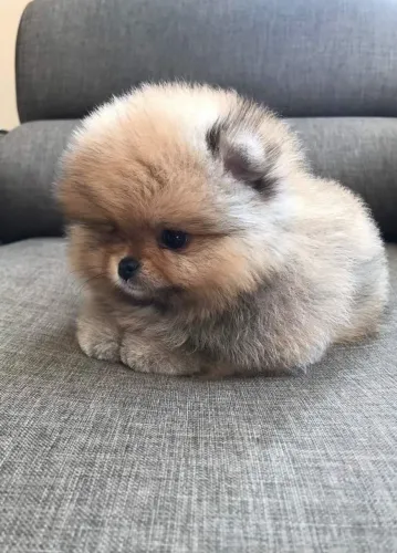 Lulu da pomerania mini bolinha de amor