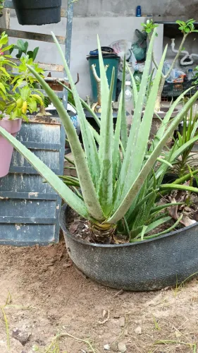 Vendo mudas de Babosa- Aloe Vera R$15,,00