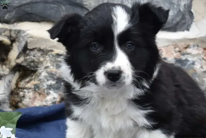 Border Collie - Últimos Filhotes | WhatsApp Já