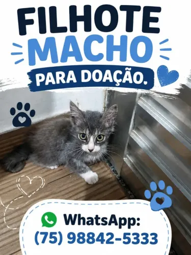 Gatinho para adoção