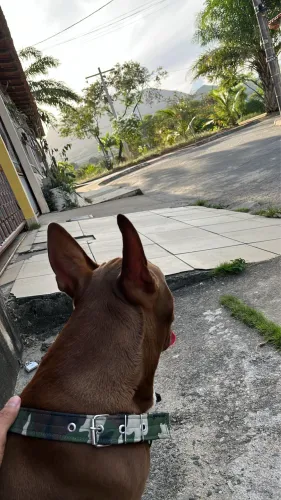 PITBULL