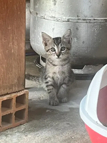 Gatinho para adoção!