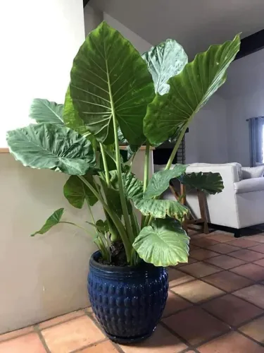 Alocasia Orelha de elefante, mudas