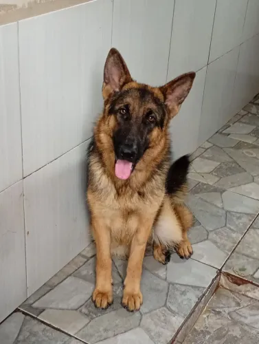 Pastor alemão fêmea 8 meses