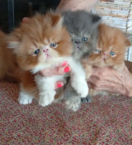 Gato persa filhote 