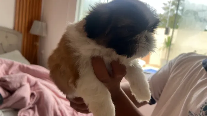 Pet