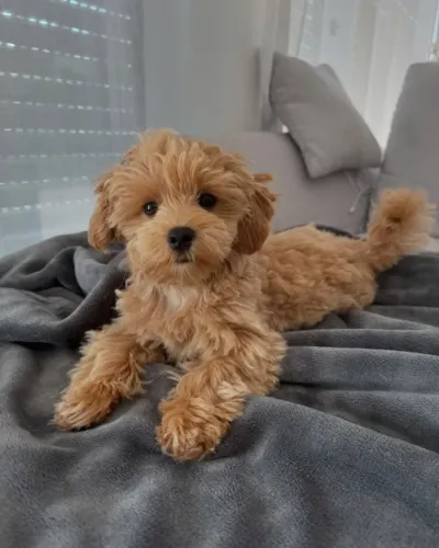 Filhotes de Poodle - Um Presente Cheio de Amor para o Dia dos Namorados