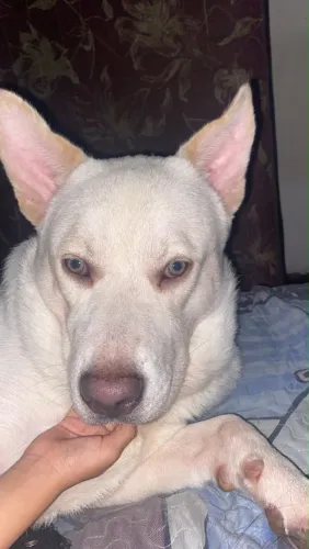Cachorro