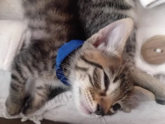 Gatos pra adoção 