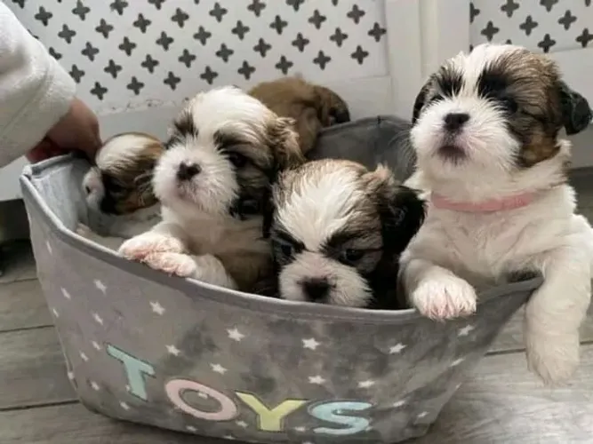Não é um Filhote. É um Futuro Membro da Família shih tzu 