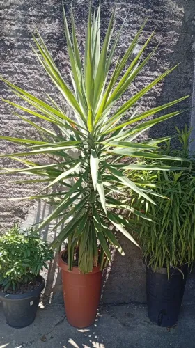 Planta yuca em vaso já enorme