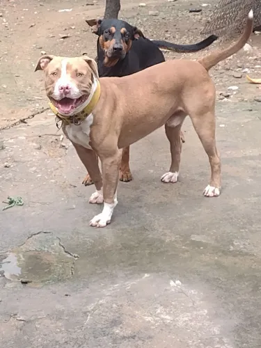 Vendo Esse Pit Bull 