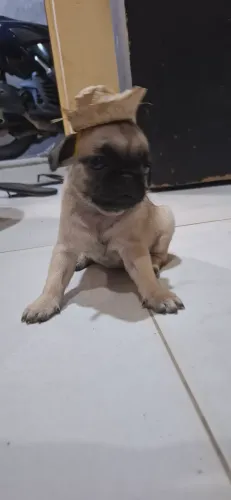 Filhotes de pug