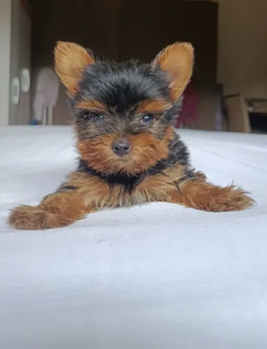 Filhote de yorkshire terrier mini