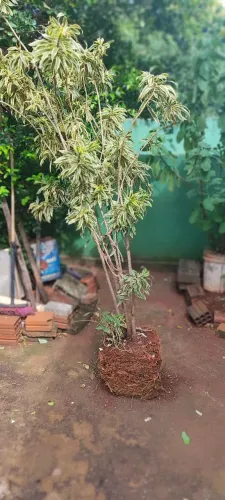 Vendo essa planta