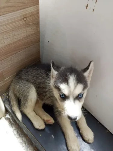 CACHORROS HUSK SIBERIANOS A VENDA