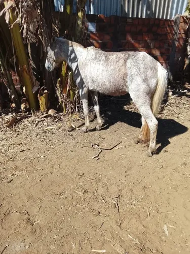 Vendo Égua Piquira
