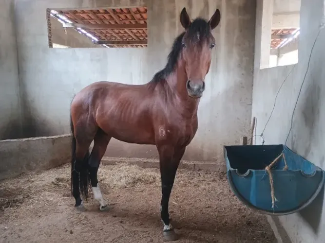 cavalo