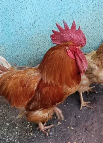 Galo caipira