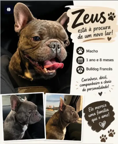Doação - Bulldog Francês