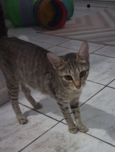 Doação gatinha de 10 meses castrada. 