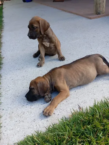 Filhotes da raça Fila Brasileiro