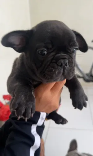 Bulldog Francês