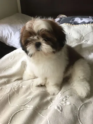 Shih Tzu brincalhão