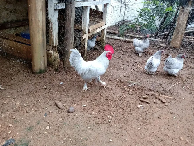 Casal Galinha Galo Garnisé Lavanda