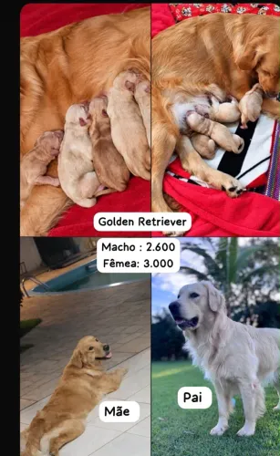 Golden retriever