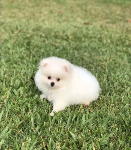 Spitz Que Transforma Pequenos Momentos Em Alegria