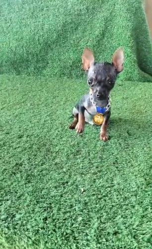 Pinscher zerinho vacinado lindinho 00