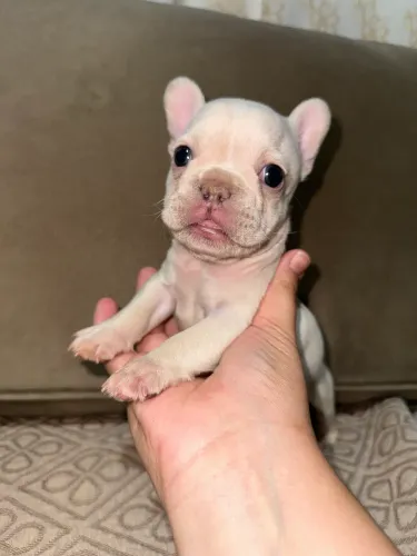 Fêmea BULLDOG Francês