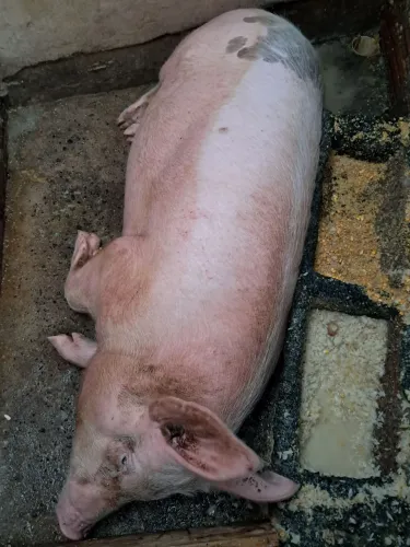 Porca 120 kilos 