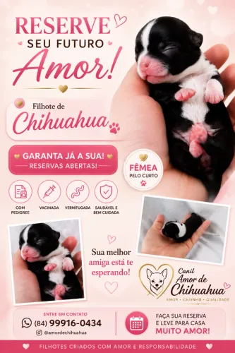 Filhote de Chihuahua 
