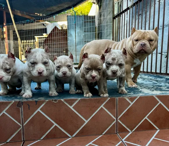 Filhotes de American Bully micro
