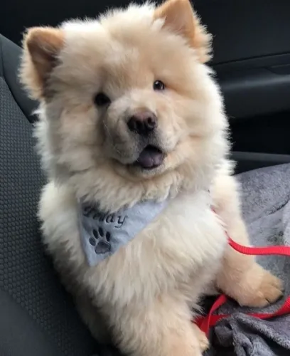 Filhotes De Chow Chow - Diga Sim Para Uma Vida Cheia De Alegria 