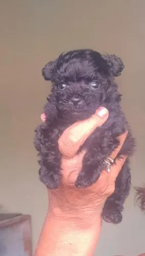 Poodle micro femea 