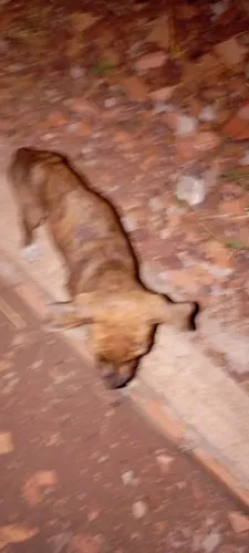 Doação de filhotes de cachorro no taquari
