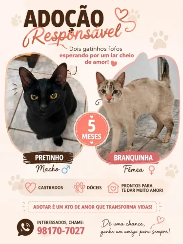 Gatinhos para adoção! 