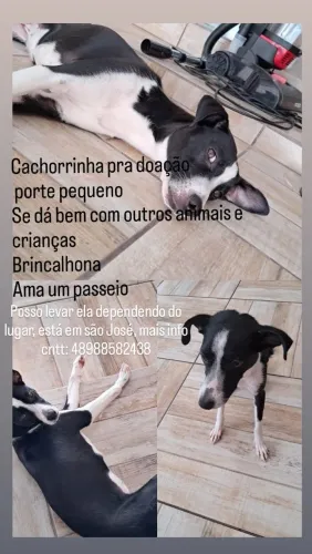 Cachorrinha p doação 