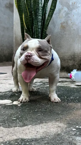 American bully micro para cobertura